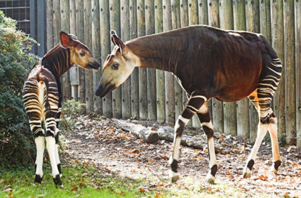 ... leicht an ihren "geringelten Socken" zu erkennenden Urwaldgiraffen, den Okapis, zählen sie zu den afrikanischen Huftieren.