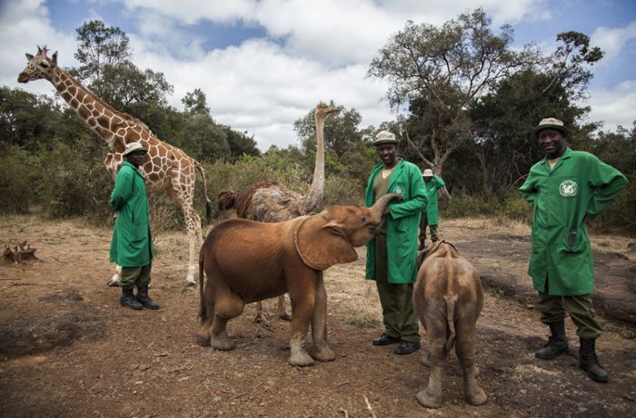 Länder ringen um Elefantenschutz