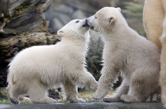 Eisbär-Zwillinge knüpfen erstmals Kontakt zu Besuchern