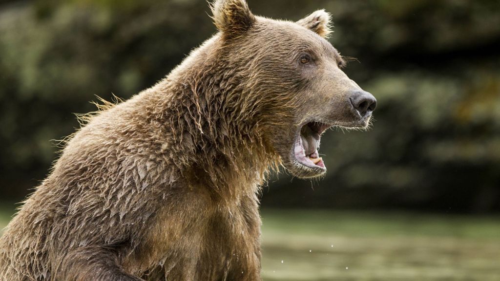 Bären-Attacke im Video: Russe überlebt wilden Angriff von Raubtier