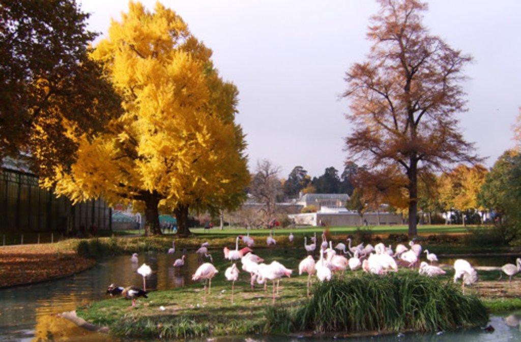 Pinkfarbene Flamingos und herbstlich gefärbte Bäume strahlen in der Stuttgarter Wilhelma um die Wette.