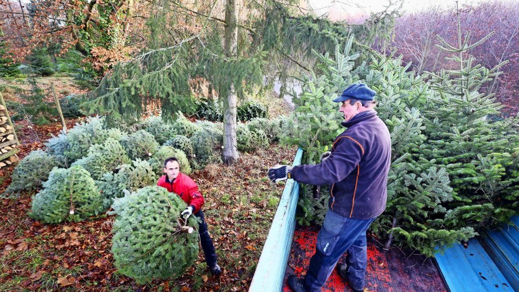 Benefizaktion in Ditzingen: Wo der Weihnachtsbaum ökologisch und sozial ist