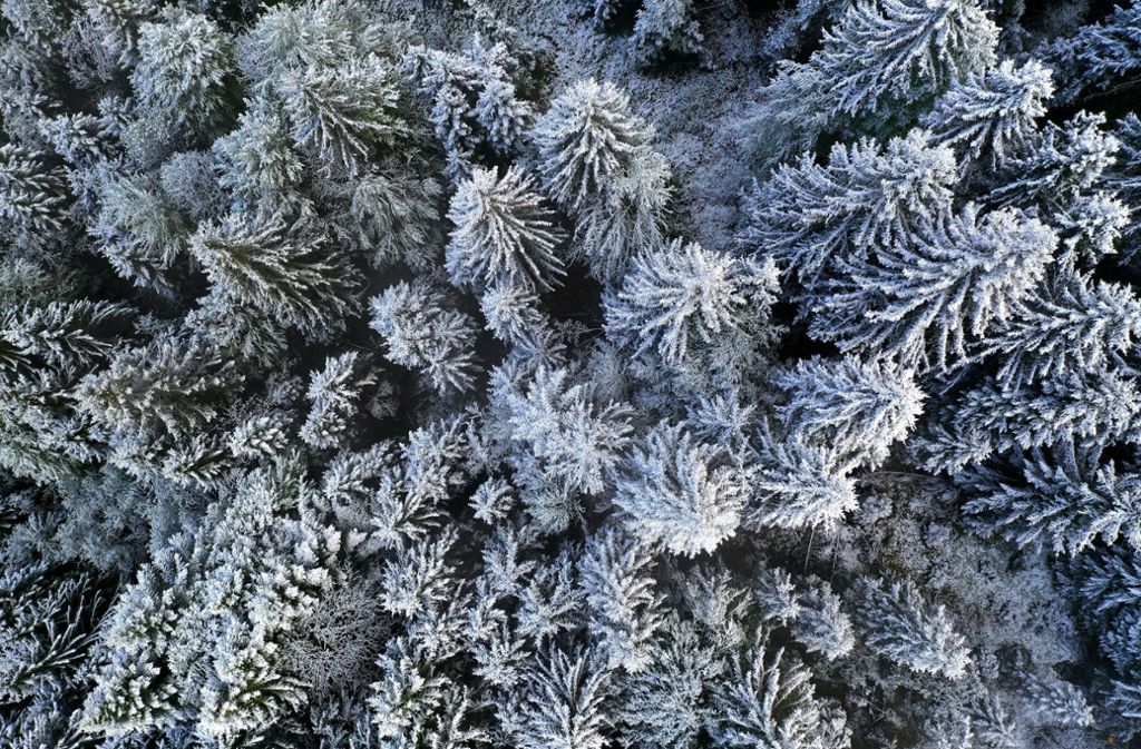 Der Schnee auf den Nadelbäumen verwandelte die Landschaft in eine malerische Kulisse.