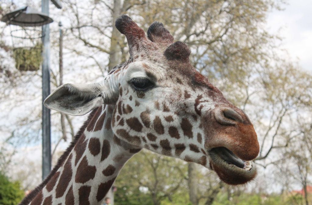 Die Giraffe Kiburi ist im Alter von 15 Jahren gestorben.