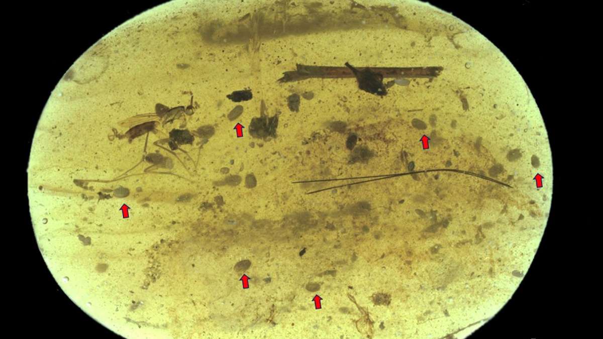 100 Millionen Jahre  in Bernstein: Forscher entdecken älteste Spermien der Welt