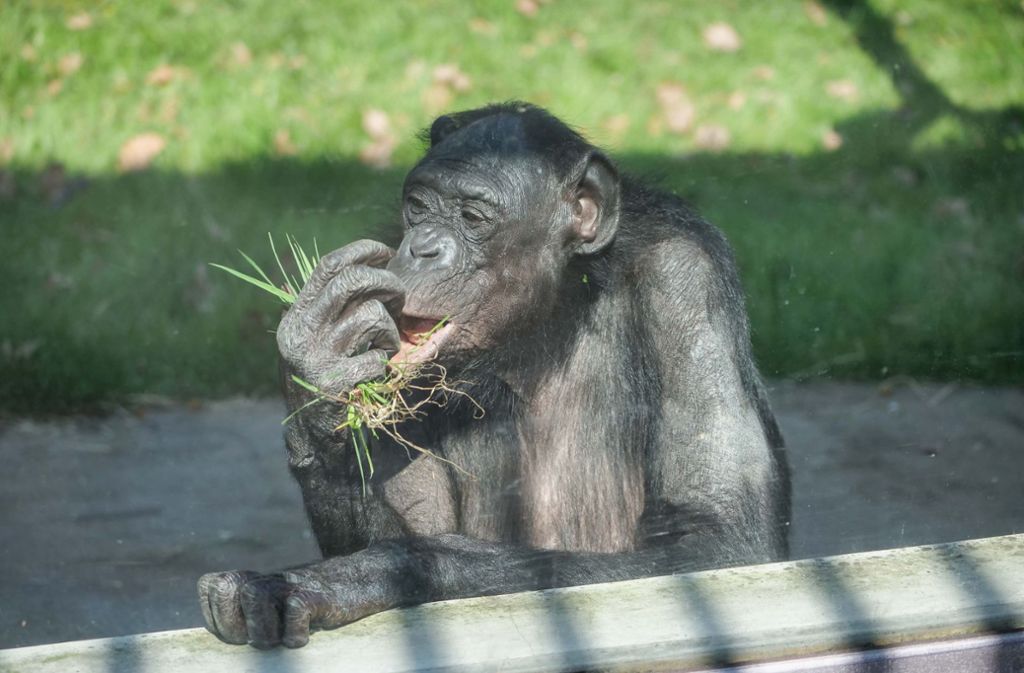 Doch etwas gelangweilt – Bonobo