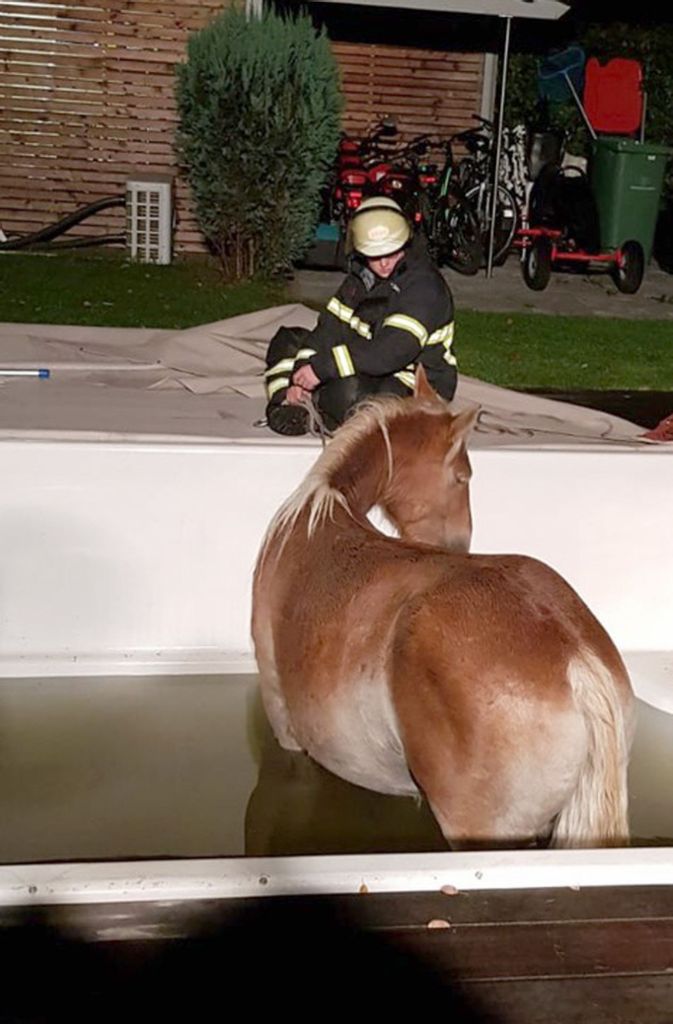 Die Feuerwehr pumpte das Wasser bis auf einen Meter Tiefe aus dem Pool ab und führte das Pferd anschließend über eine eigens errichtete Treppe aus dem Bassin.
