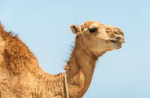 Zeitungsausträgerin begegnet ausgebüxtem Kamel