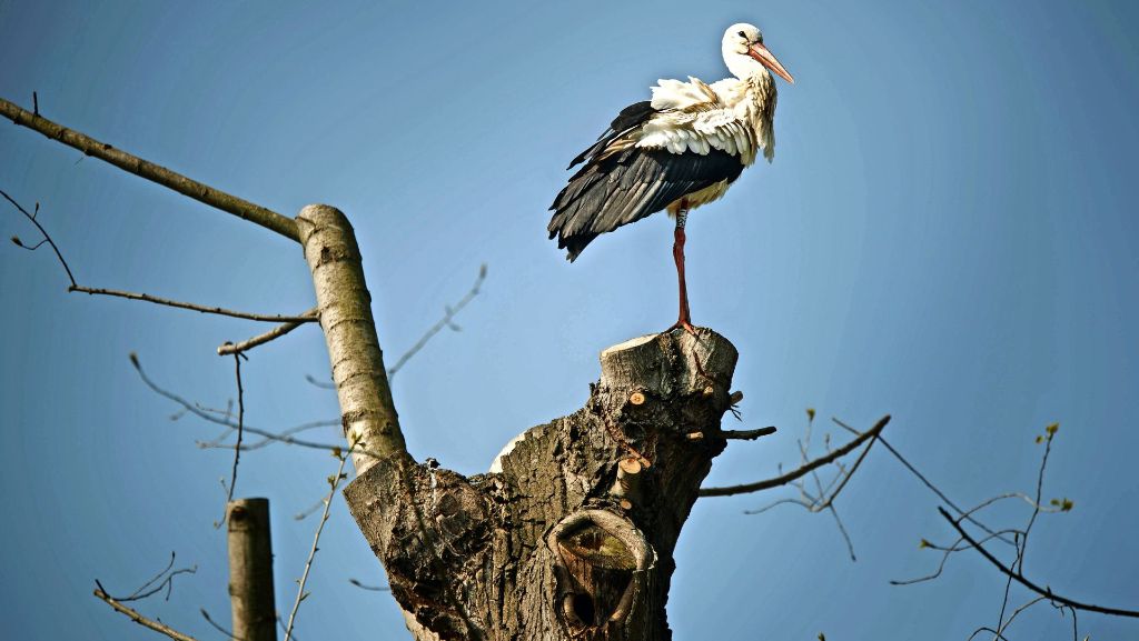  Im Landschaftspark in Waiblingen sowie auf der Erleninsel sind am Montag drei der Vögel gesichtet worden. Niederlassen werden sie sich wohl eher nicht. 