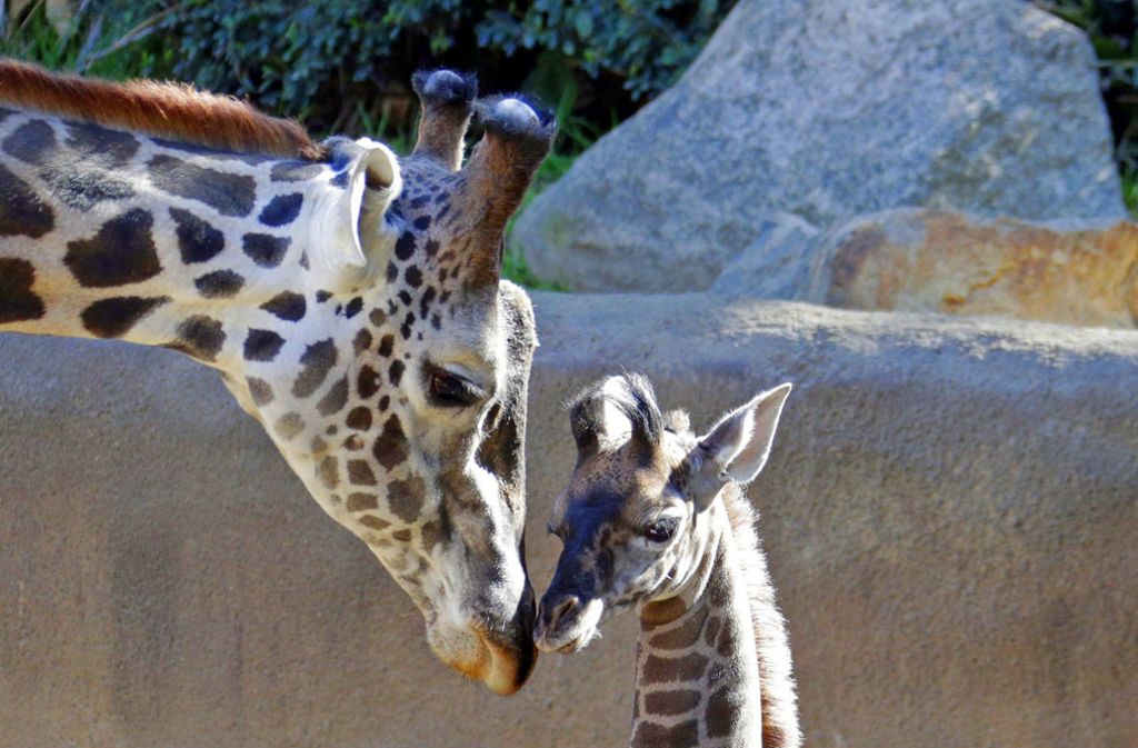 Beim ersten öffentlichen Auftritt sucht die Baby-Giraffe Schutz bei Papa Phillip.