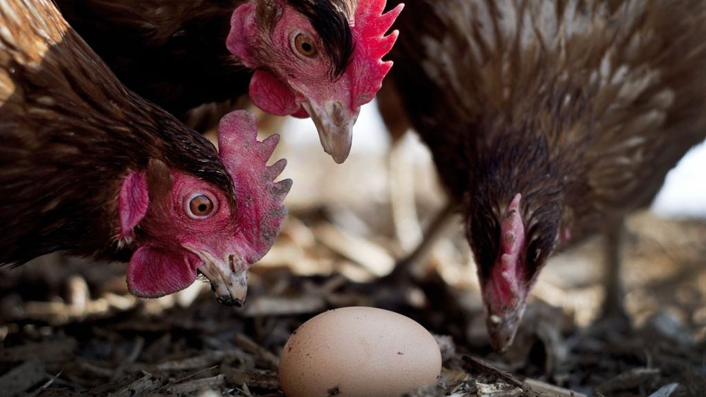 Gentechnik: Ei ohne Huhn