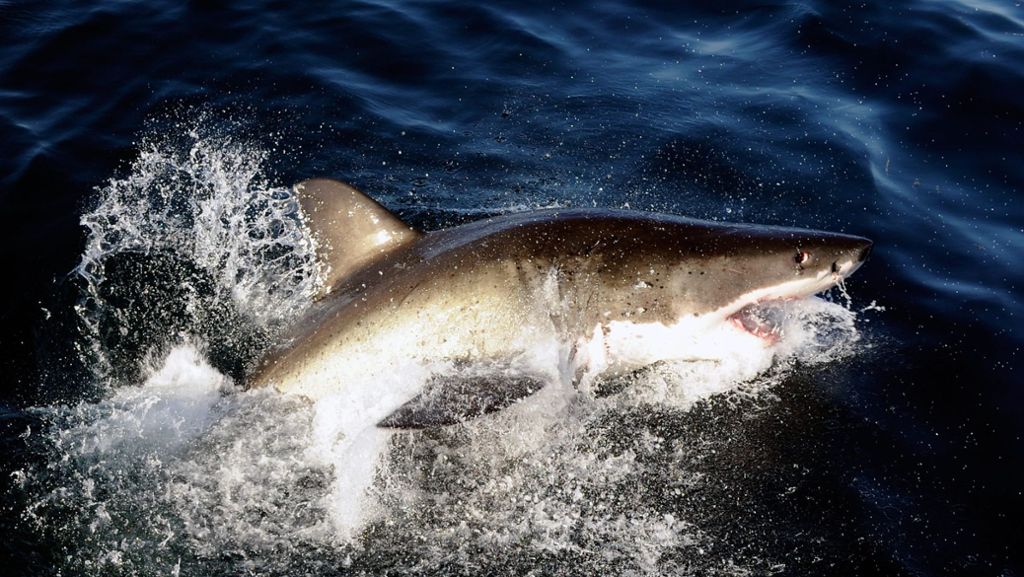 Kalifornien: Polizeihubschrauber warnt Paddler vor Haien