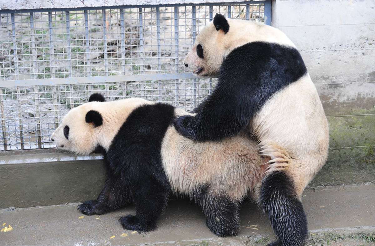 Maximal 72 Stunden pro Jahr ist ein Panda-Weibchen fruchtbar. Hier versuchen Su Lin und Wu Gang in der Aufzuchtstation in Chengdu ihr Glück. Gegründet wurde die Station 1987 mit sechs Großen Pandas, Ende 2020 waren es 215.