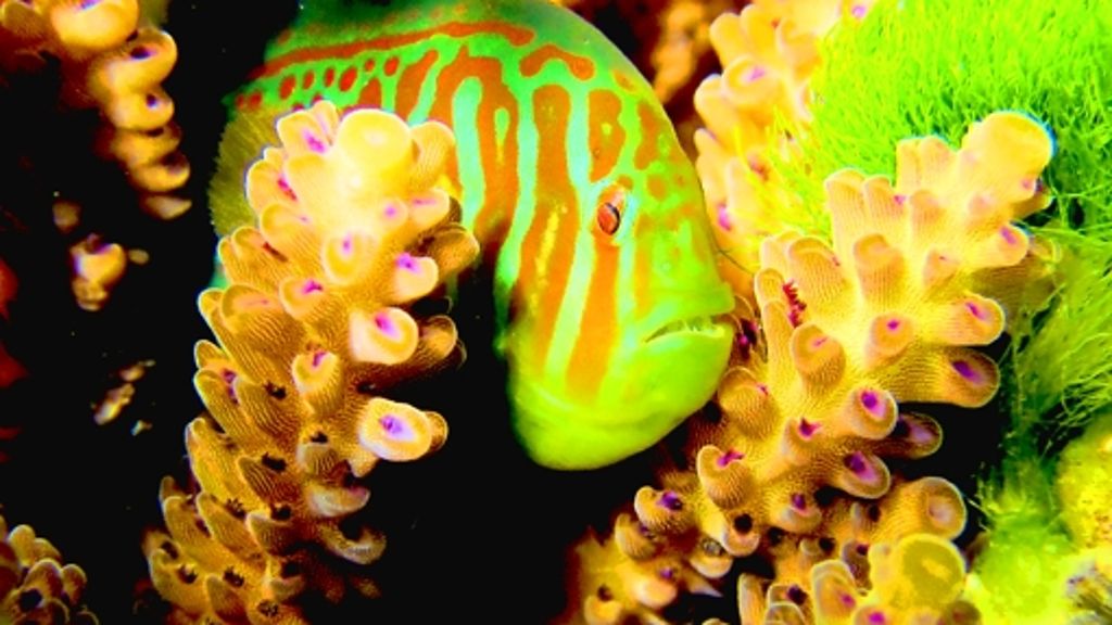 Korallenriffe: Der Fisch wird zum Gärtner