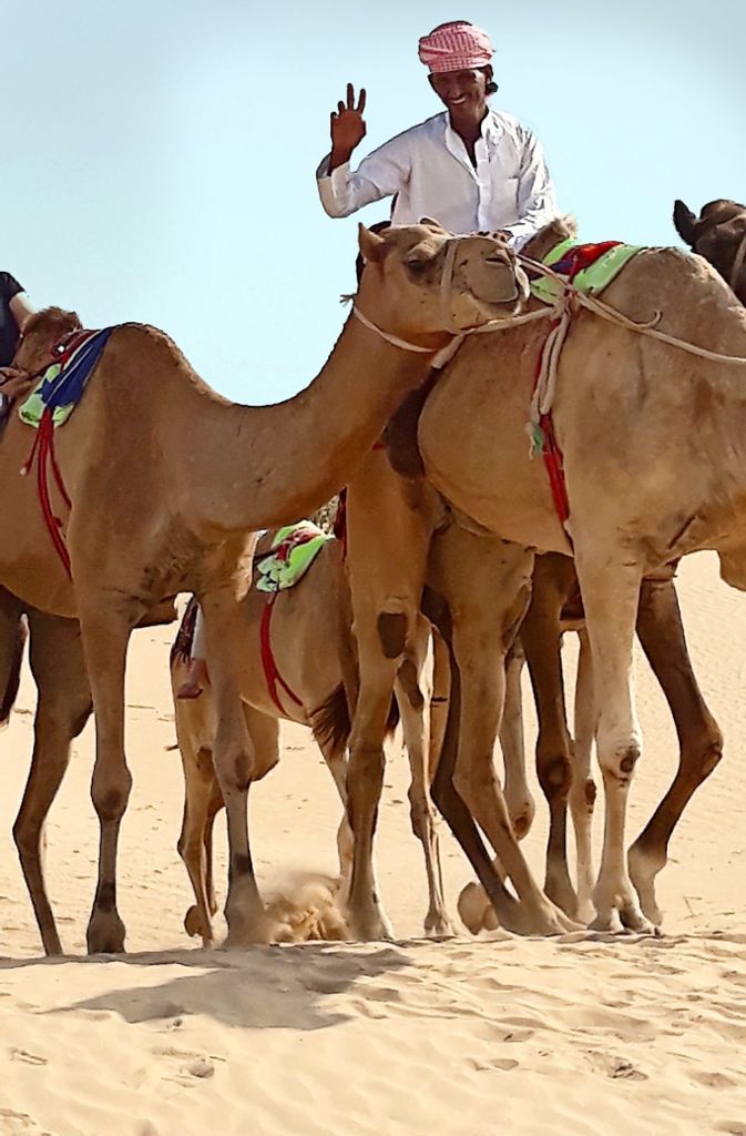 Beduinen reiten frühmorgens die Kamele der Chefin aus.