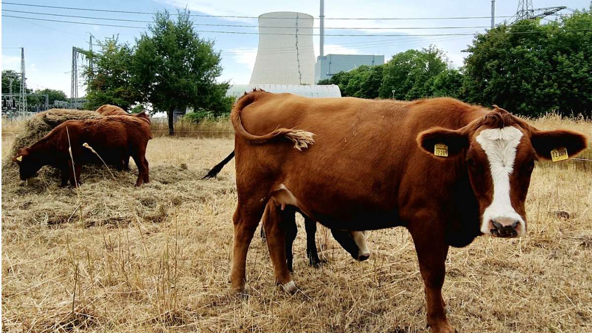 AKW wird grüne Wiese: Wo Kühe auf dem Atomfriedhof grasen