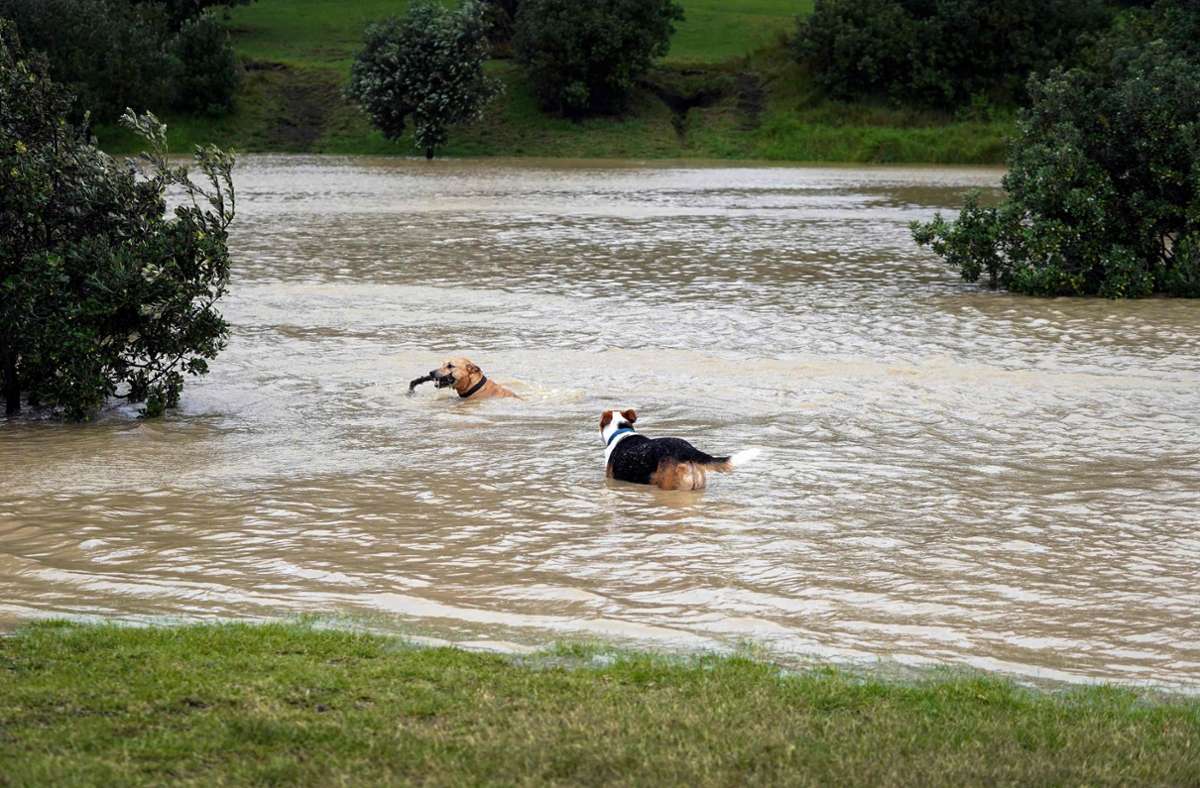Hunde spielen auf einem gefluteten Spielplatz in einem Vorort von Auckland.