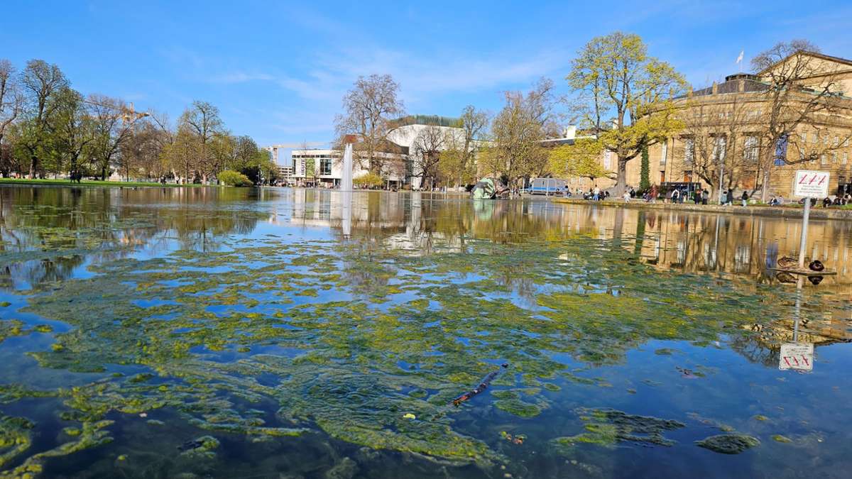 Warten auf den Frühjahrsputz in Stuttgart: Der Eckensee ist aktuell ein Algensee