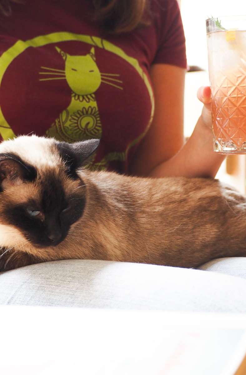 „Mocktails“ heißt dieses Foto vom Katzentempel