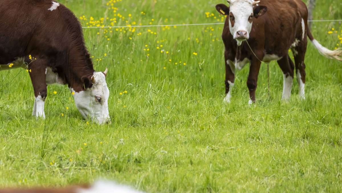 Schlachthof in Baden-Württemberg: Kuh flüchtet und schleudert Landwirt durch die Luft