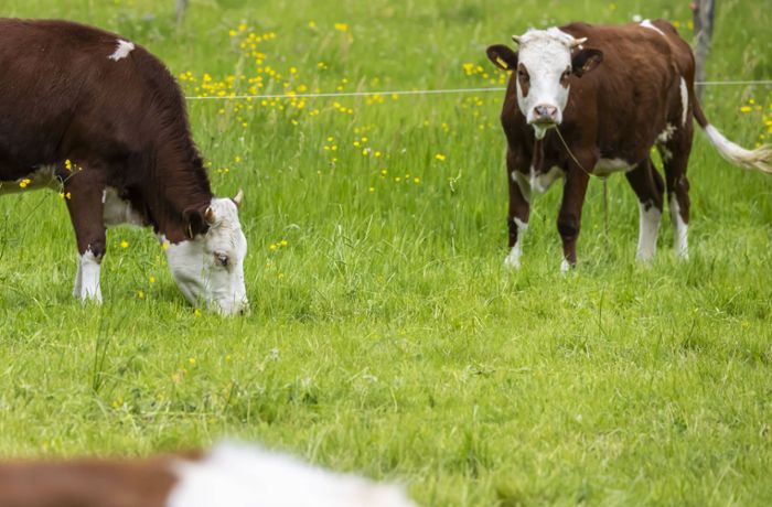 Schlachthof in Baden-Württemberg: Kuh flüchtet und schleudert Landwirt durch die Luft