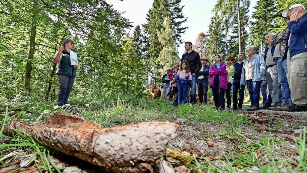 Rutesheim und Weil der Stadt: Der Stadtwald  wird zum Baumfriedhof