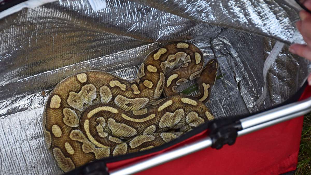Königsphytons in Empfingen ausgesetzt: Mittlerweile neun Schlangen am Tälesee entdeckt
