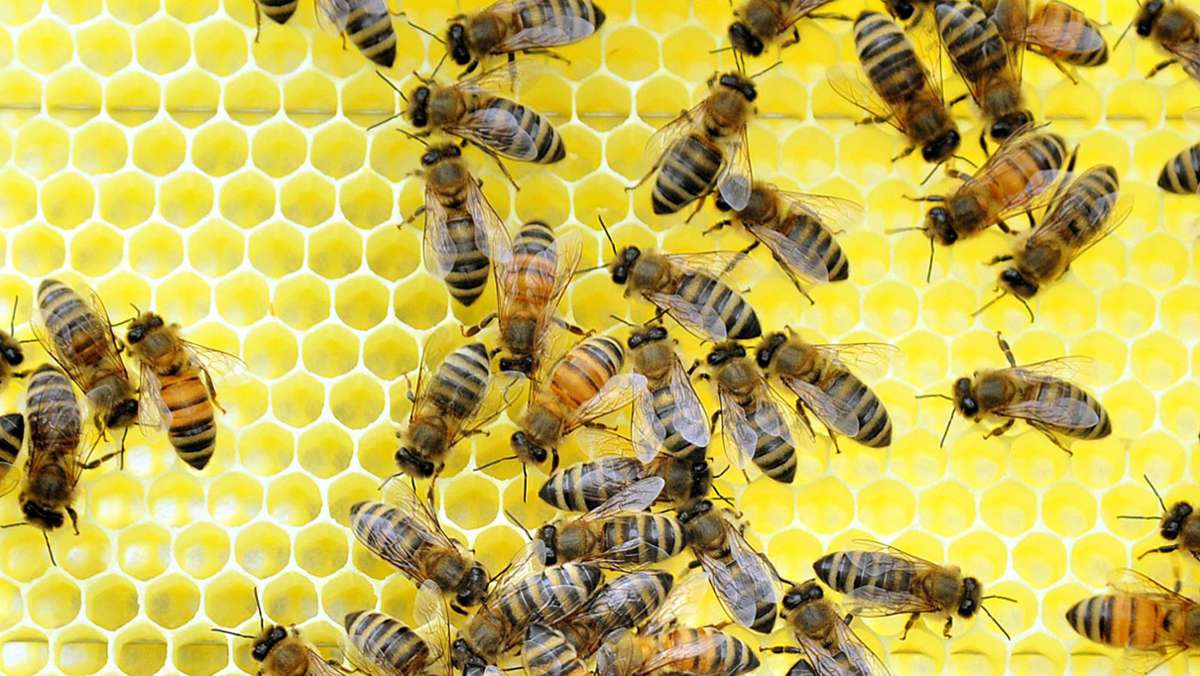  Die Mitglieder des Bezirksvereins für Bienenzucht Böblingen/Sindelfingen leisten wertvolle Arbeit für Umwelt und Gesellschaft. Dafür müssen sie sich regelmäßig austauschen und fortbilden. Die Corona-Krise macht ihnen das jedoch nicht gerade einfach. 