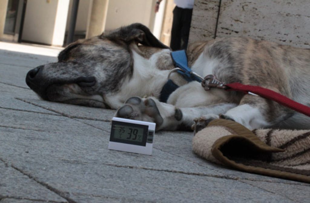 Bei 35 Grad im Schatten machen selbst Hunde schlapp.