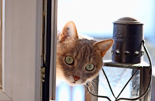 Ein Porträt der  Katze Marzipan, nach der das neue Album benannt ist. Foto: privat