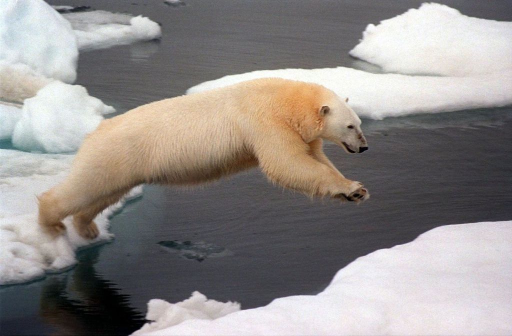 Obama und der Umweltschutz: Obama ist es auch zu verdanken, dass die USA innerhalb seiner Präsidentschaftszeit zu einem Vorreiter in Sachen Klimaschutz wurde. Wegweisend war hier vor allem die Ratifizierung des Pariser-Abkommens, das am 4. November 2016 in Kraft getreten ist. Seinem Nachfolger Trump hat er als eine seiner letzten Amtshandlungen erhebliche Einschränkungen in Sachen Ausbeutung von Energiereserven hinterlassen. In Zusammenarbeit mit Kanada wurde auf Seiten Amerikas der Tschuktensee und die Beaufort See sowie die gesamten Arktis-Gewässer vor Kanada für Öl- und Glasbohrungen gesperrt. In einem Statement sagte Obama: „Diese Maßnahmen und Kanadas Maßnahmen schützen ein sensibles und einzigartiges Ökosystem, das es so kein zweites Mal auf der Erde gibt.“