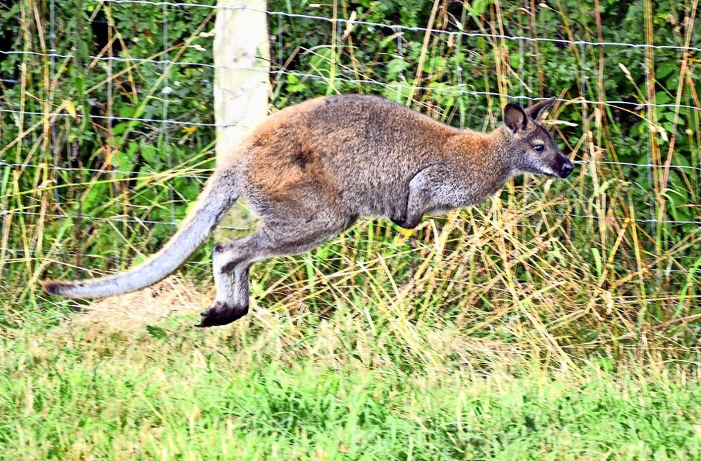 Kängurus können mühelos über Zäune springen. In Australien nutzen sie diese Fähigkeit, um an den schmackhaften Schlafmohn zu kommen, der in der Provinz Tasmanien legal angebaut wird.