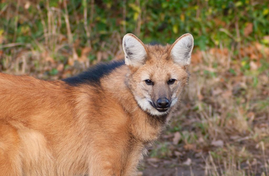 Der südamerikanische Wildhund sieht ein bisschen wie eine Mischung aus Fuchs, Wolf und Hyäne aus.