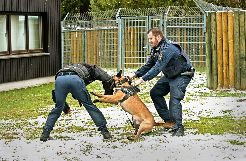 Der Malinois-Rüde Change kann durchaus herzhaft zupacken, wenn er von seinem Hundeführer Michael Köstle (rechts) das Kommando dazu bekommt. In diesem Fall mimt der Polizeihundeführerausbilder Florian Beinlich den Bösewicht.