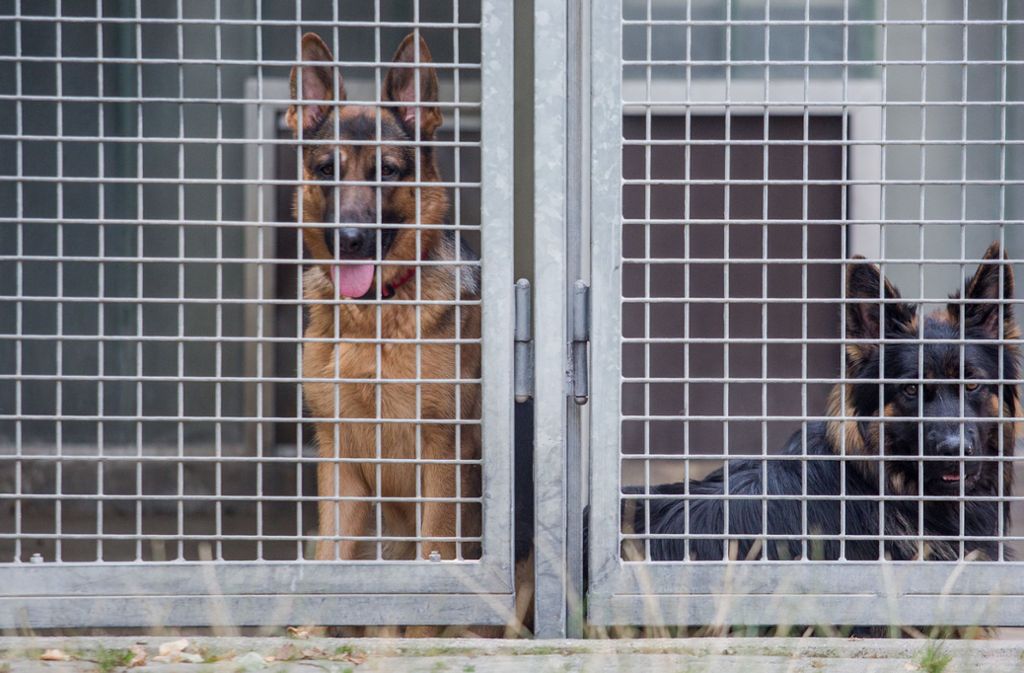 Diese Schäferhunde fristen derzeit ihr Dasein im Böblinger Tierheim.