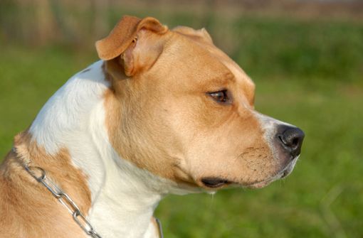 Bei dem Hund soll es sich um einen American Staffordshire Terrier handeln. (Symbolbild) Foto: IMAGO/YAY Images/IMAGO/cynoclub