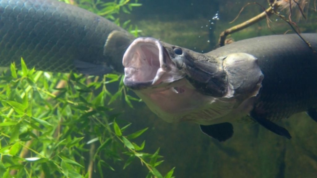 Arapaimas in der Wilhelma: Neue Raubfische im Amazonienhaus