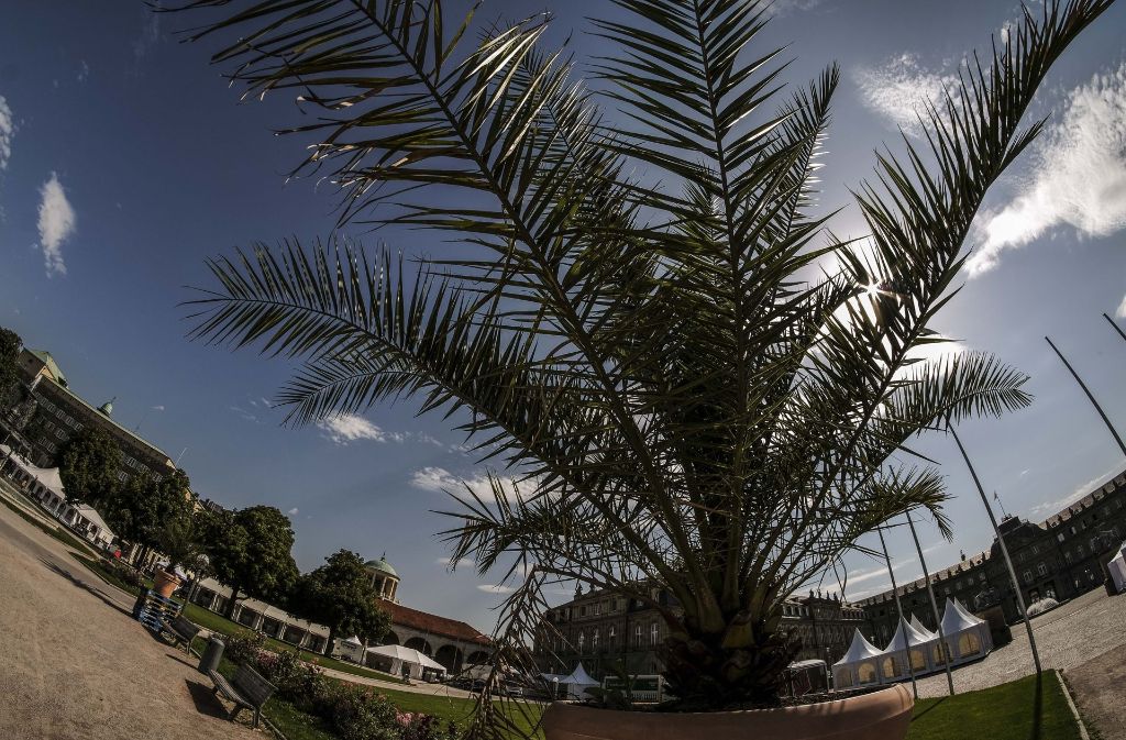 Für das richtige Sommerambiente sorgen Palmen...