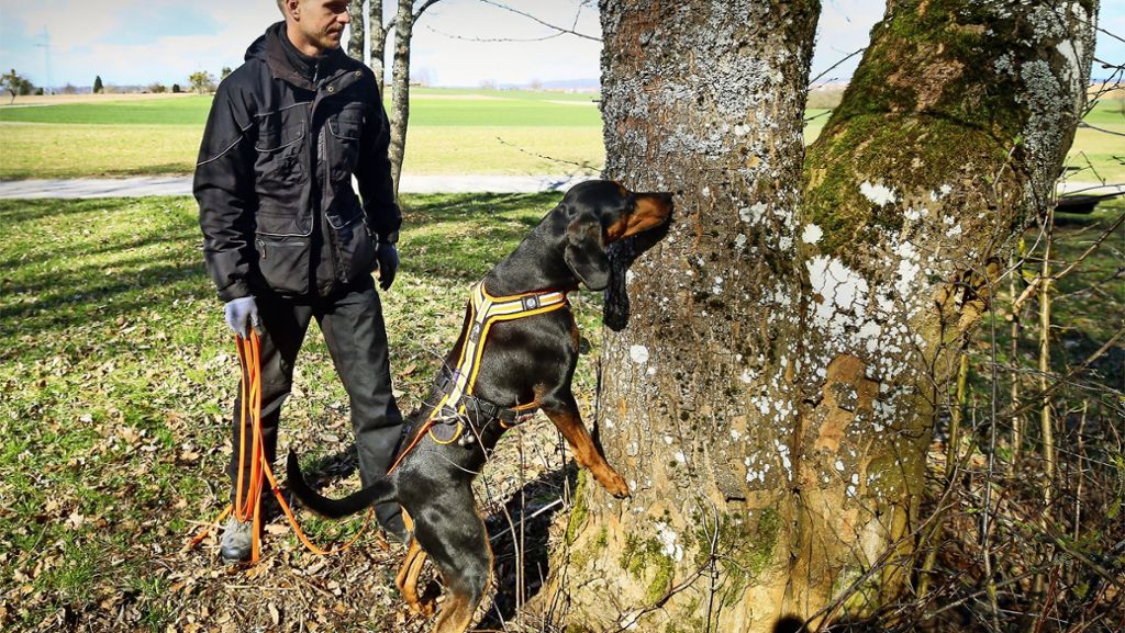 Asiatischer Laubholzbock im Kreis Böblingen: Hund und Mensch suchen nach dem Schädling