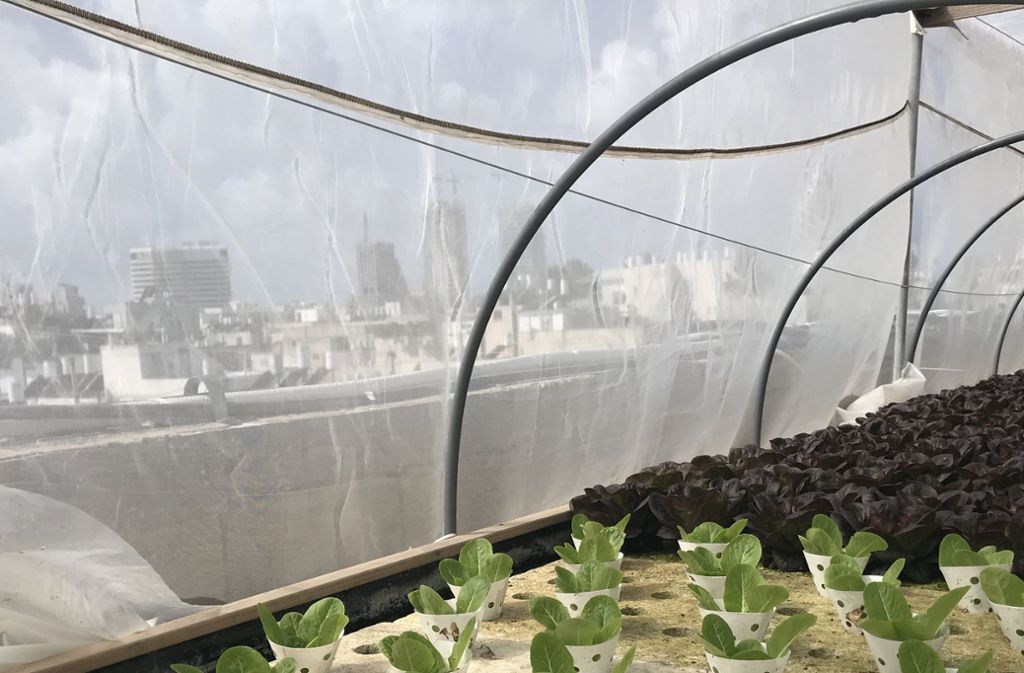 Urban Gardening ist in Tel Aviv beliebt. So wachsen auf dem Dach des Dizengoff-Centers Salat und Gemüse.
