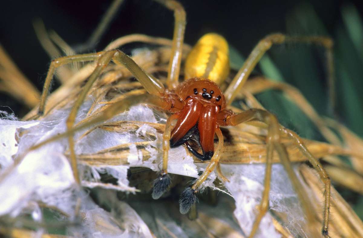 Neue Spinne im Südwesten: Wie gefährlich ist die Ammen-Dornfingerspinne ...