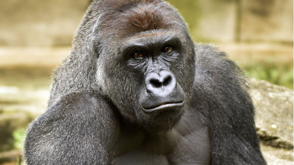 Erschossener Gorilla in Cincinnati: Polizei ermittelt gegen Eltern des geretteten Kindes