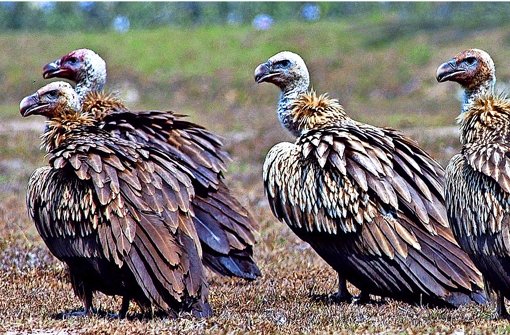 Die Bengalgeier galten einmal als die weltweit am häufigsten vorkommenden Raubvögel.Foto:dpa Foto:  
