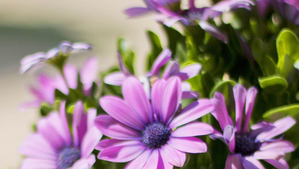 Pflanzideen für Beet und Balkon: Blume für einen heißen Sommer