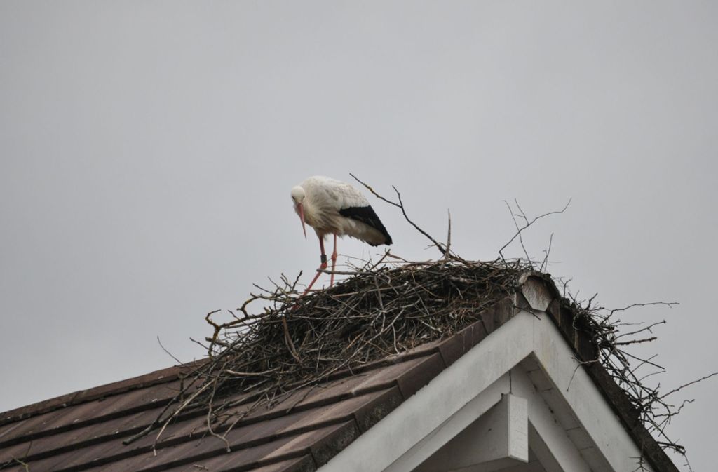 Sie hat ihr Nest direkt auf dem Giebel des Hausdachs gebaut.
