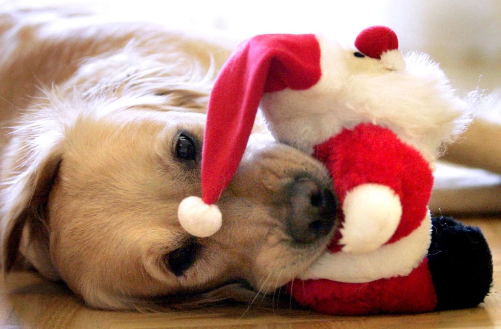 Der Deutsche Tierschutzbund rät davon ab, Tiere als Weihnachtsgeschenk zu wählen.