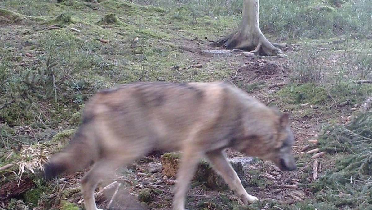  Im Südschwarzwald kann seit mehreren Monaten ein viertes Tier nachgewiesen werden. Die Wölfe reißen ab und zu Schafe, leben ansonsten aber versteckt und unauffällig im Land. Zwischenfälle mit Menschen sind bisher nicht bekannt geworden. 