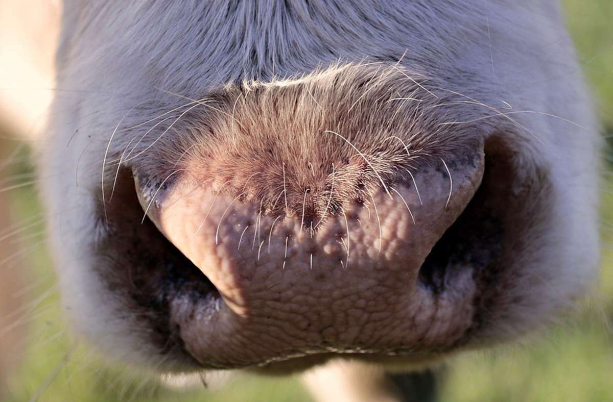 Die Vorwürfe von Peta drehen sich um die Haltung der Kühe. Foto: Pixabay/pixel2013