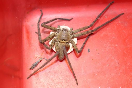 Die gefangene Spinne im Supermarkt war ungefähr so groß wie eine Handfläche. Foto: Tierhilfs- und Rettungsorganisation Ichenheim