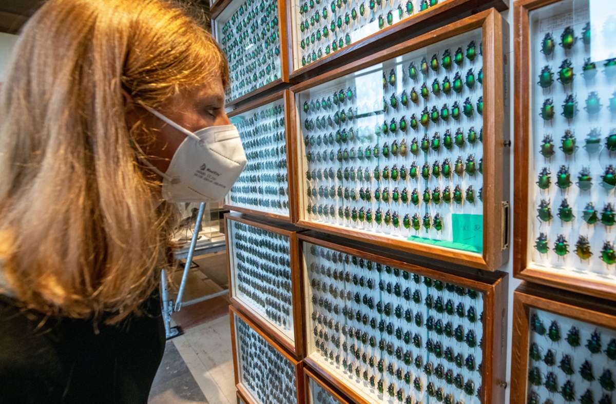 Fast 7000 Käfer sind in Spanien bei einem Einsatz von DDT an nur einem Tag verendet. Ein Forscher hat sie aufgesammelt und fürs Naturkundemuseum konserviert.